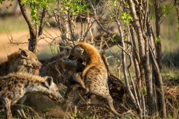 Clan of Hyaena fighting over the scraps of a lion kill