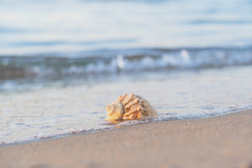 beautiful shell lies on the beach, next to the azure water of the sea