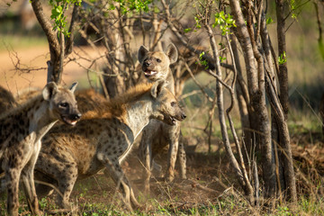 Clan of Hyaena fighting over the scraps of a lion kill