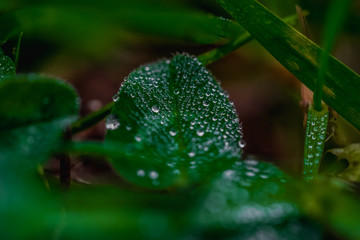 Green leaves in the meadow with dew, close up