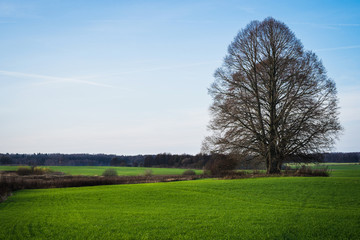 Obraz premium Green meadow with a big tree under a blue sky sunny day