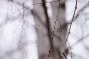 Thin bare birch tree branches in raindrops, against the backdrop of a grey foggy sky.