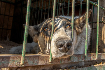 closeup portrait sad dog puppy locked in the cage. homeless dog concept