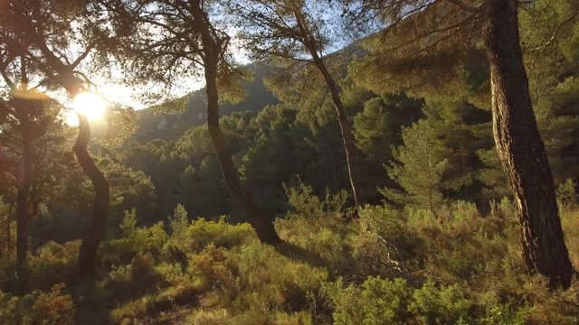 Sun shining through trees in forest,  Mediterranean pine forest , Sierra del Maigmó mountain range, Alicante, Costa Blanca, Spain