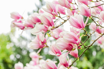 Tender bloom. Aroma and fragrance. Spring season. Botany and gardening. Branch of magnolia. Magnolia flowers. Magnolia flowers background close up. Floral backdrop. Botanical garden concept