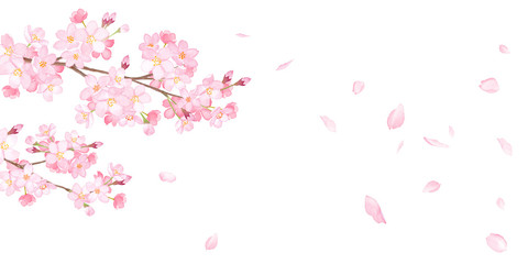 春の花 さくらと丸型フレーム 水彩イラストのトレースベクター Wall Mural Keikotakamatsu