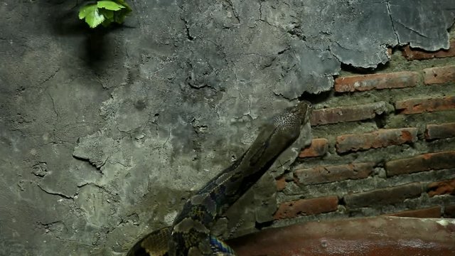 Beautiful nature scene ball python snake (Python Regius) on dark room. Showing of eyes and face detail. Big snake