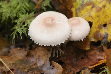 Cystoderma carcharias, known as Pearly Powdercap, wild mushroom from Finland