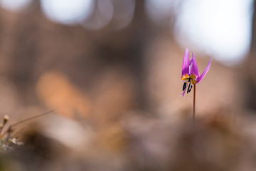 Beautiful wild flower called dogtooth violet 