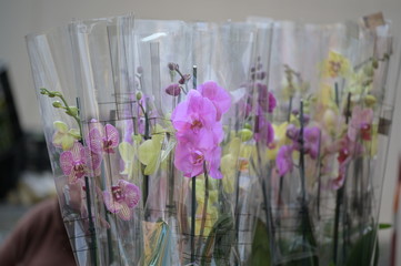 Colorful orchids behind a transparent foil on a market in Spain.