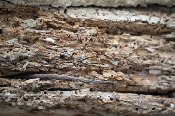 By woodworms damaged wood. Weathered wood.