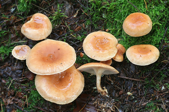 Lepista inversa, known as Tawny Funnel, wild mushroom from Finland