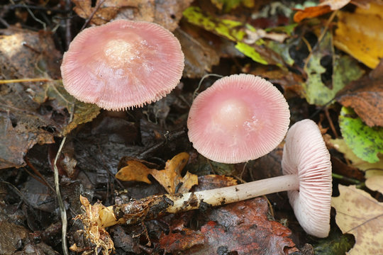 Mycena rosea, known as the rosy bonnet, wild mushroom from Finland