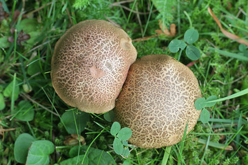 Xerocomellus cisalpinus, formerly considered a form of  Xerocomellus chrysenteron, the red cracking bolete, wild mushrooms from Finland