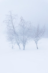 Fototapeta na wymiar A frozen forest surrounded by mist