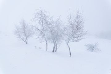 Fototapeta na wymiar A frozen forest surrounded by mist