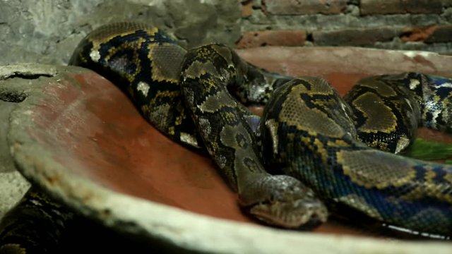Beautiful nature scene ball python snake (Python Regius) on dark room. Showing of eyes and face detail. Big snake