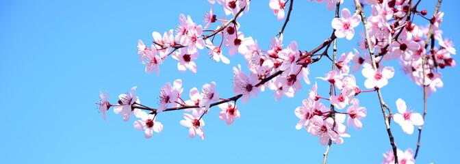 Zierkirschenblüte in rosa vor blauen Himmel freigestellt und isoliert mit Textraum