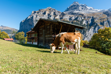 Fototapeta na wymiar Cows graze on the farm with barns and mountains in sunny day.