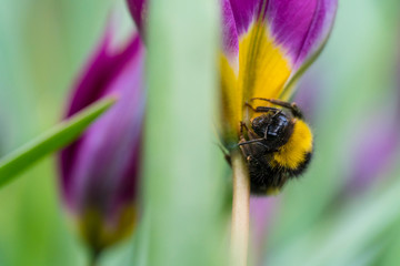 Bumblebee on a flower collecting pollen