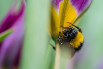 Bumblebee on a flower collecting pollen