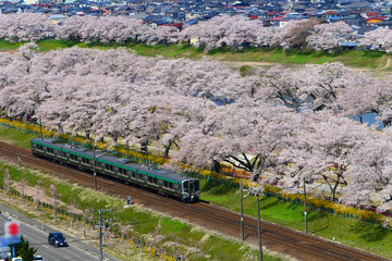 白石川一目千本桜と東北本線。大河原、宮城、日本。４月中旬。