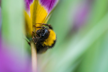 Bumblebee on a flower collecting pollen