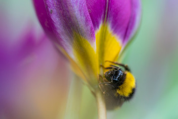 Bumblebee on a flower collecting pollen