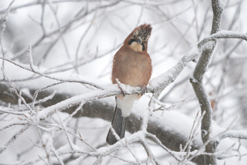 Eurasian jay in a winter landscape