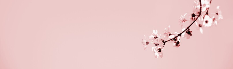 Hintergrund japanische Kirschblüten in rosa als Banner