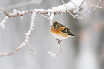 Brambling in a winter landscape
