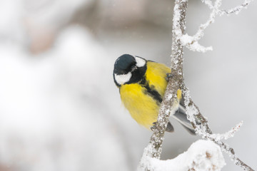 Great tit in a winter landscape