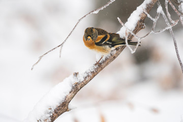 Brambling in a winter landscape
