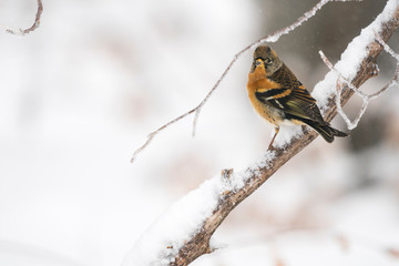 Brambling in a winter landscape