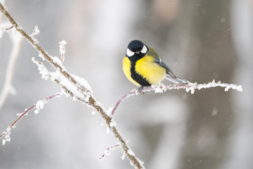 Naklejka premium Great tit in a winter landscape
