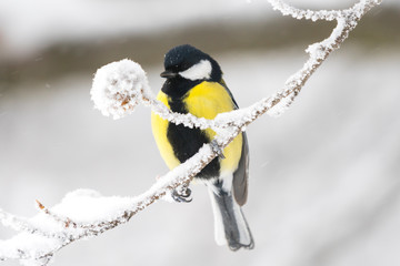 Great tit in a winter landscape
