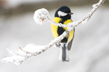 Great tit in a winter landscape