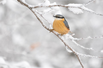 Eurasian nuthatch on a snowy branch