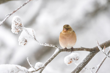 Brambling in a winter landscape