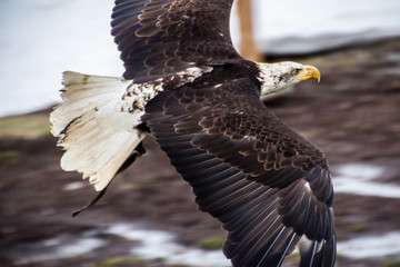 Top view of Bald Eagle flying above the ground, Vancouver, British Columbia, Canada