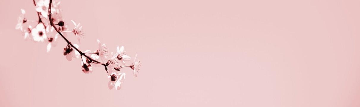 Zierkirschenbl&uuml;ten in rosa und aprikot