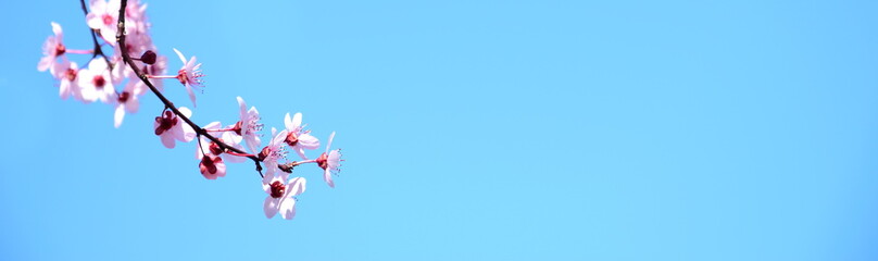 Japanische Zierkirschenblüten vor blauen Himmel