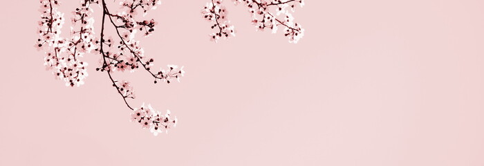 Hintergrund japanische Kirschblüten in rosa und pink