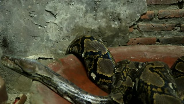 Beautiful nature scene ball python snake (Python Regius) on dark room. Showing of eyes and face detail. Big snake