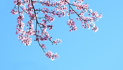 Zierkirschenblüte in rosa vor blauen Himmel freigestellt und isoliert mit Textraum