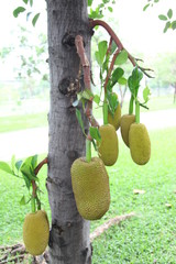 Close up Jackfruit on tree