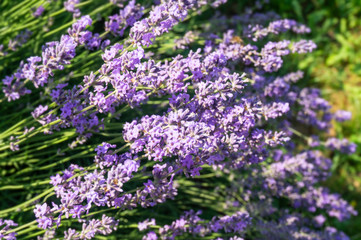 Obraz premium field of lavender flowers