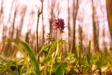 flowers in the garden