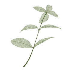 Branch with leaves eucalyptus. Leaf veins.  Vector illustration.