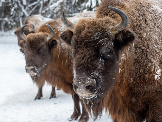 bison